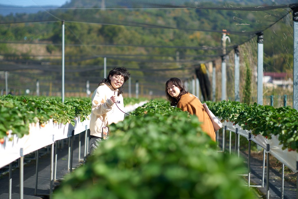 Strawberry@2023year end