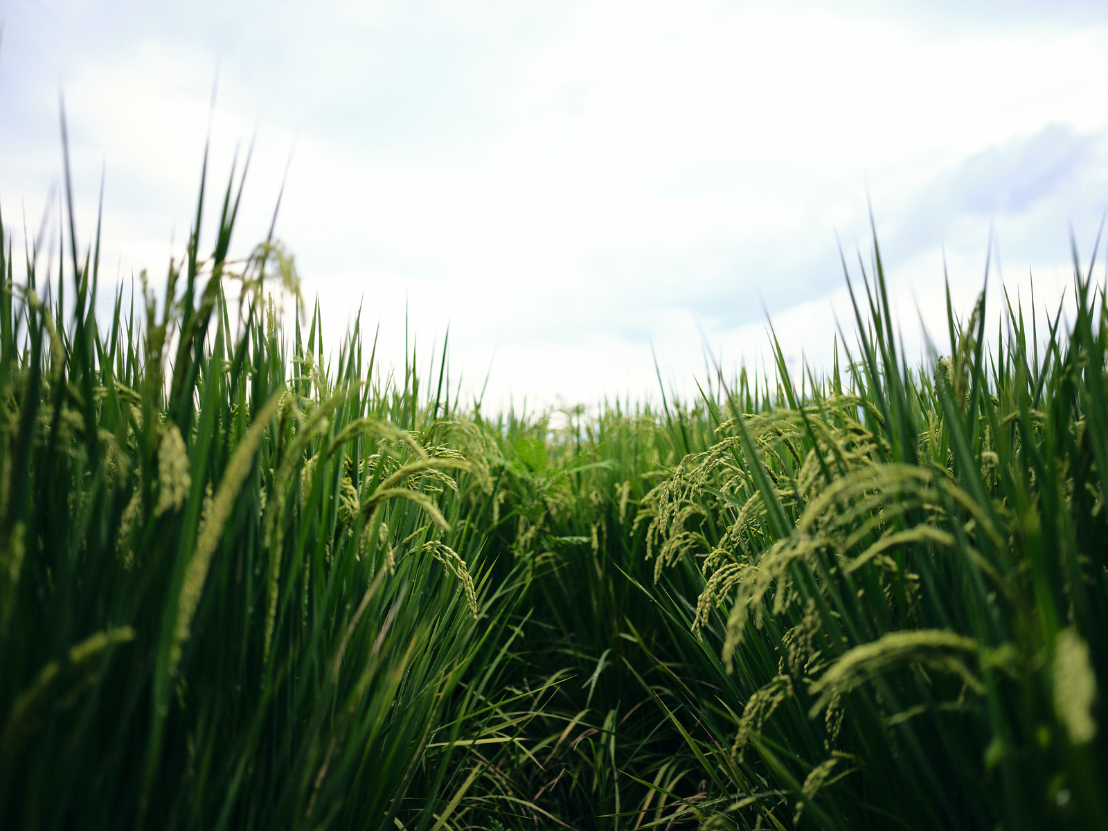 Green @GFX 50S